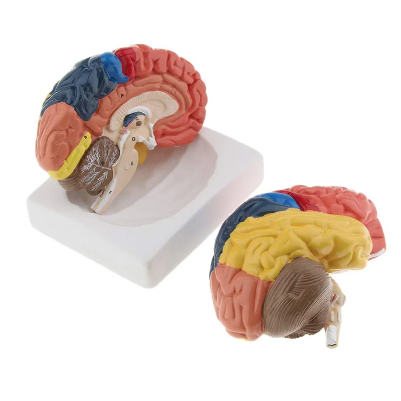 Life Size Anatomical Human Bra - Medical Lab And Science reseña y precio