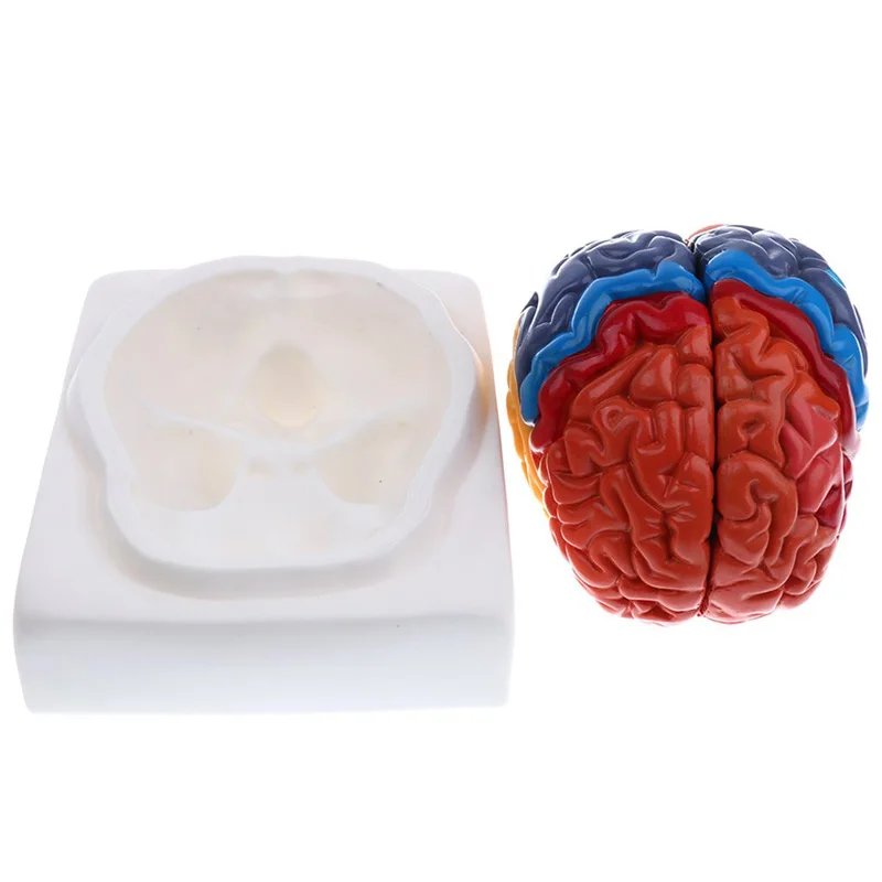 Life Size Anatomical Human Bra - Medical Lab And Science reseña y precio