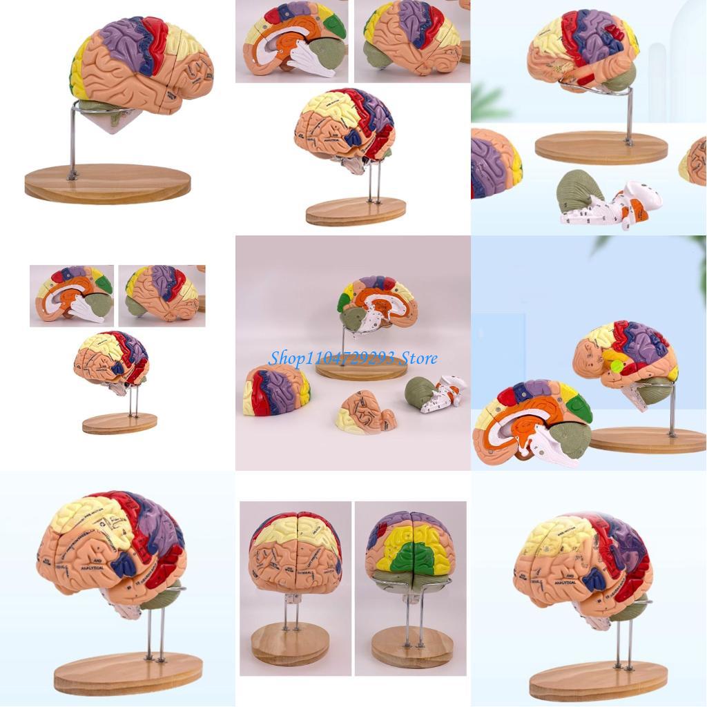 Y2GD Anatomical Human Model fo - Medical Lab And Science reseña y precio