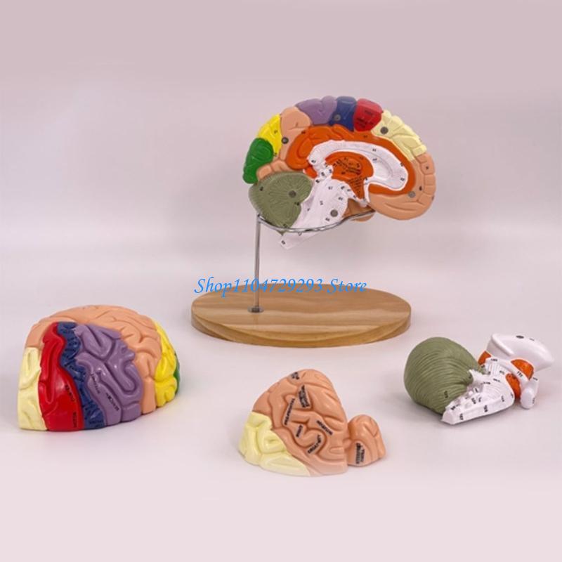 Y2GD Anatomical Human Model fo - Medical Lab And Science reseña y precio