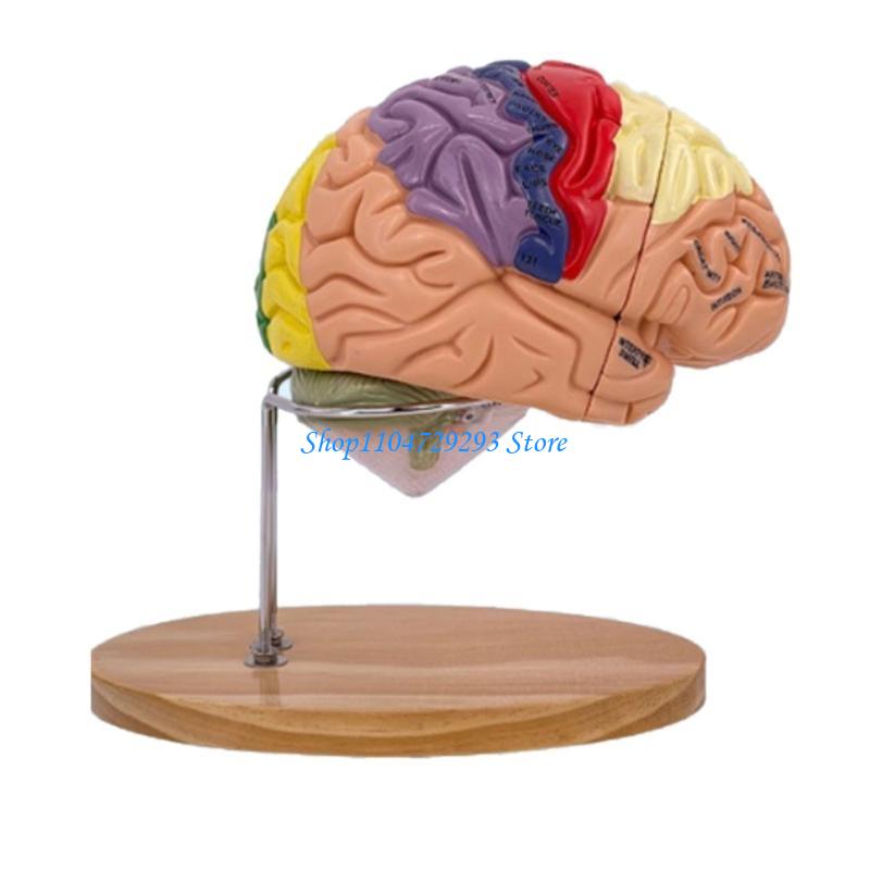 Y2GD Anatomical Human Model fo - Medical Lab And Science reseña y precio