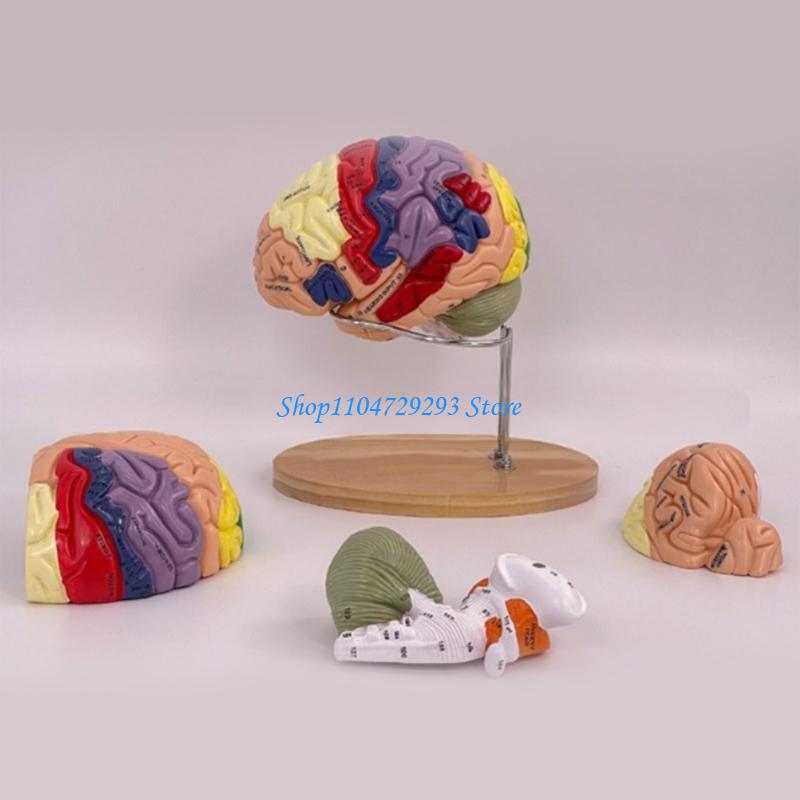 Y2GD Anatomical Human Model fo - Medical Lab And Science reseña y precio