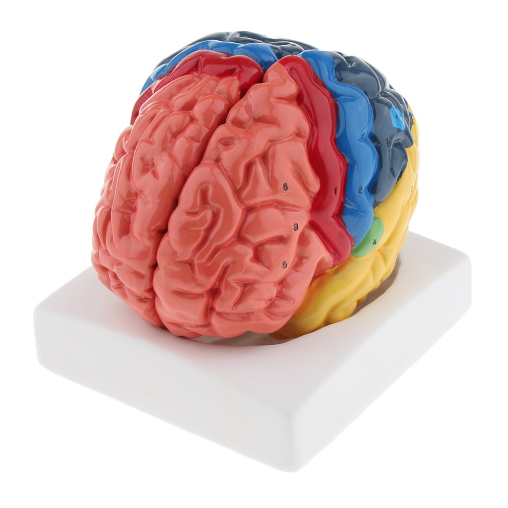 Lifesize Brain Model Realistic - Medical Lab And Science reseña y precio