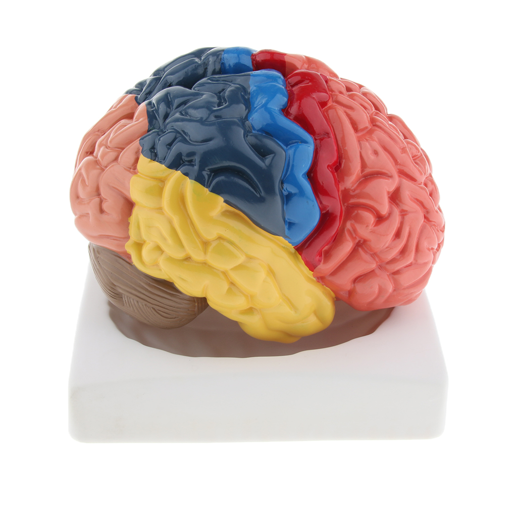 Lifesize Brain Model Realistic - Medical Lab And Science reseña y precio