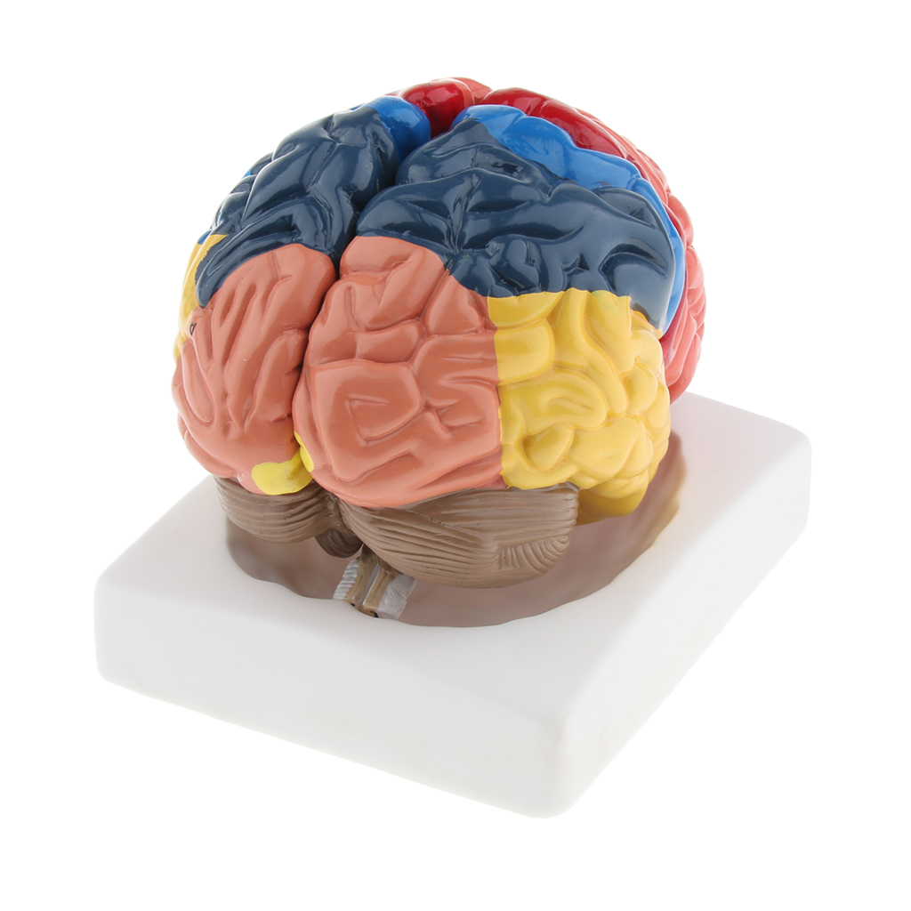 Lifesize Brain Model Realistic - Medical Lab And Science reseña y precio