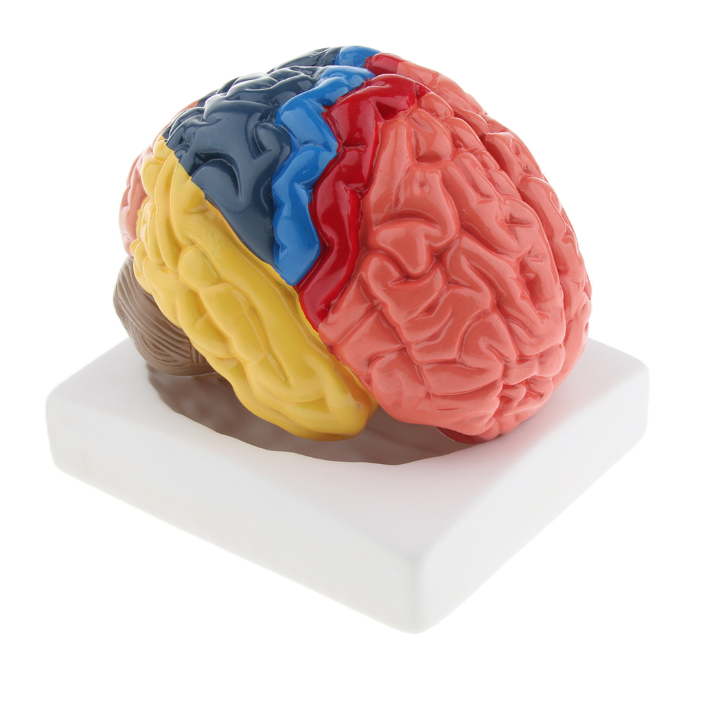 Lifesize Brain Model Realistic - Medical Lab And Science reseña y precio