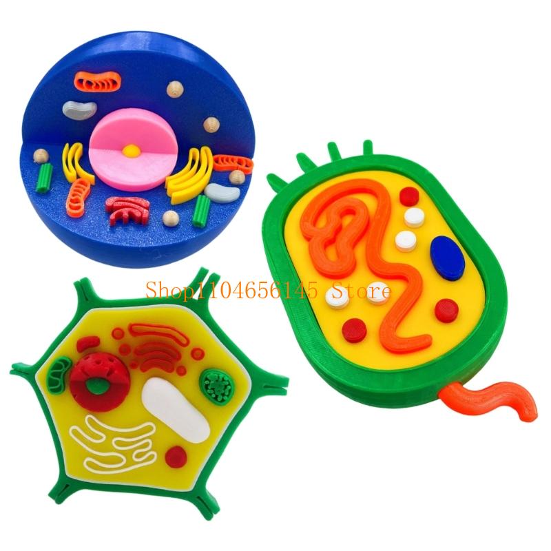 Anatomical Animal and Plant Ce - Medical Lab And Science reseña y precio