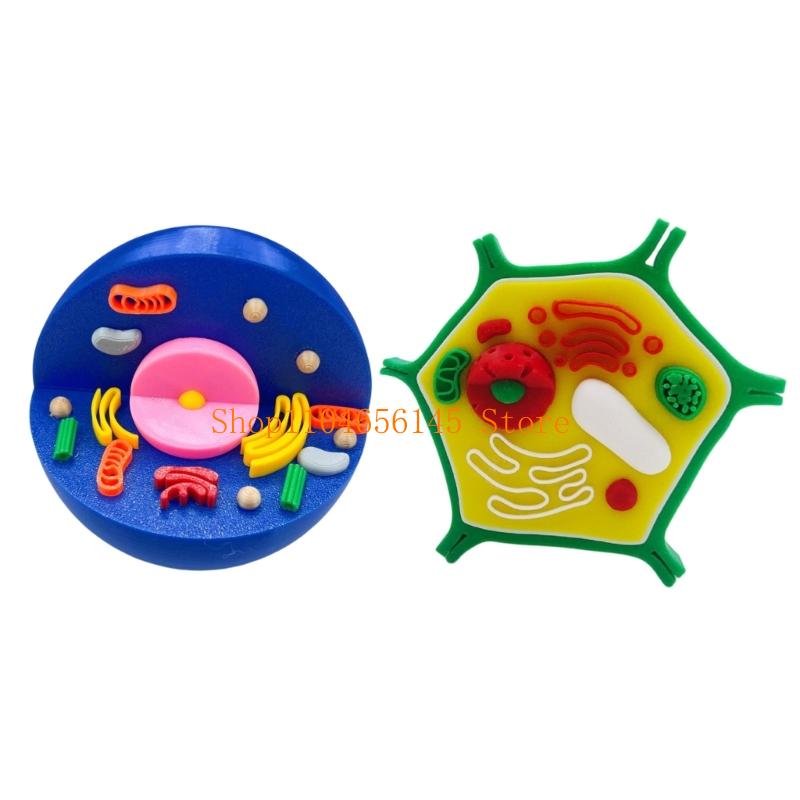 Anatomical Animal and Plant Ce - Medical Lab And Science reseña y precio