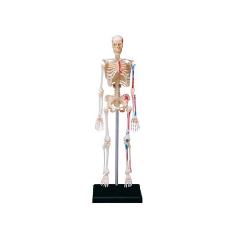 4D Master Human Skeleton Anato - Medical Lab And Science reseña y precio