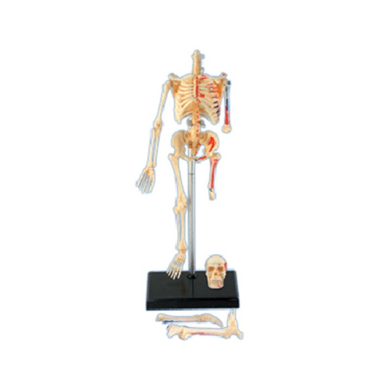 4D Master Human Skeleton Anato - Medical Lab And Science reseña y precio