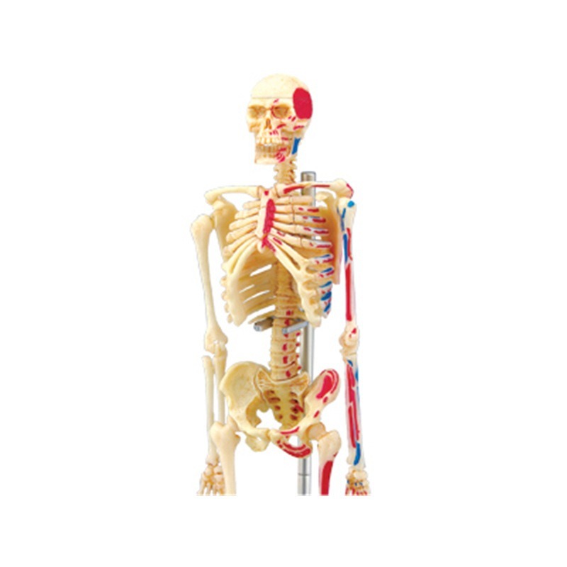 4D Master Human Skeleton Anato - Medical Lab And Science reseña y precio